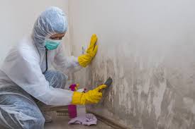 Best Comprehensive Air Testing for Mold Contaminants  in Hayward, WI